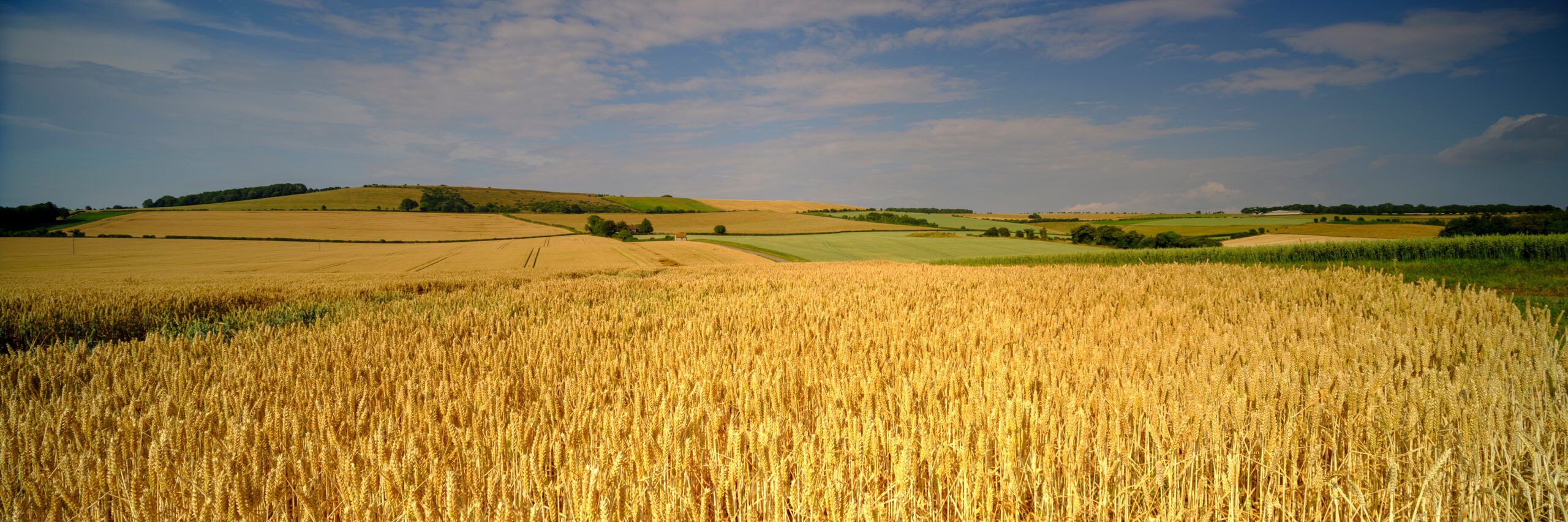 Summer panoramic view of Meon Hut and Old Winchester Hill, Stoke